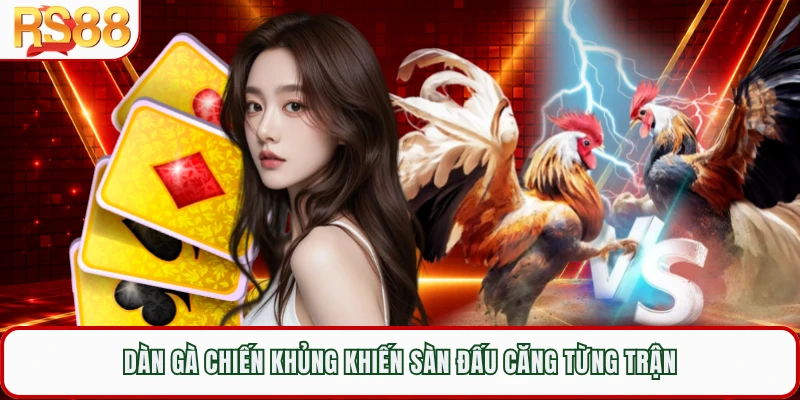 Dàn gà chiến khủng khiến sàn đấu căng từng trận
